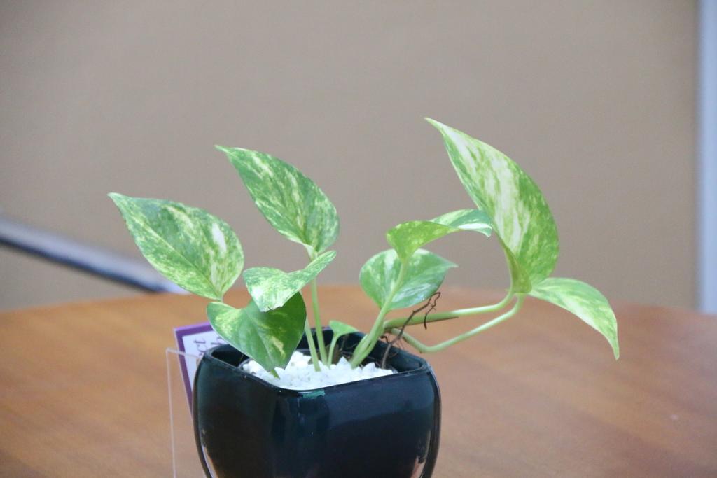 Villa No1 Bentota Ngoại thất bức ảnh